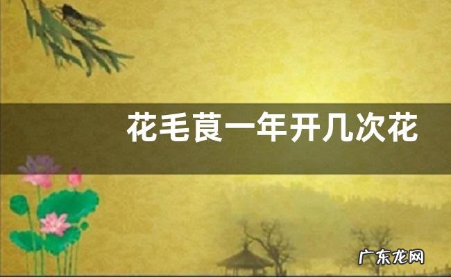 花毛茛一年开几次花