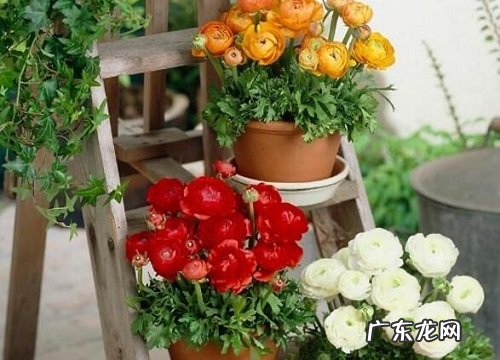 花毛茛一年开几次花