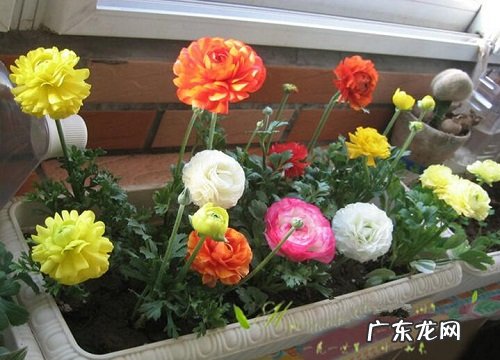 花毛茛一年开几次花