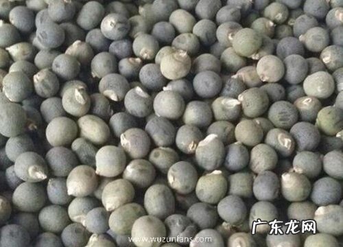 秋葵种子可以吃吗