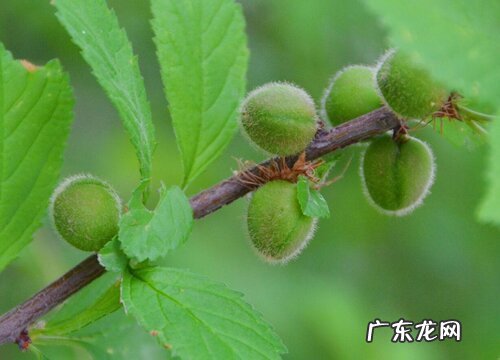 榆叶梅花期多长时间