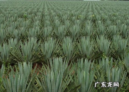 剑麻长在什么地方