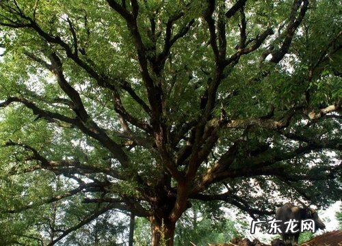 麻梨长在什么地方