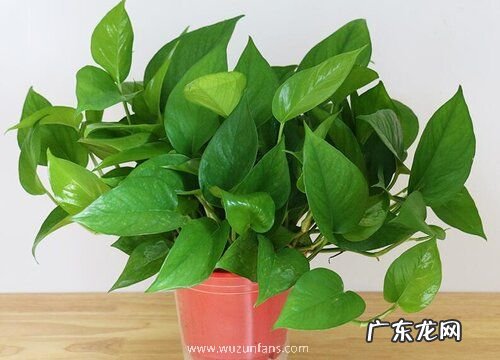 餐桌放什么植物风水好