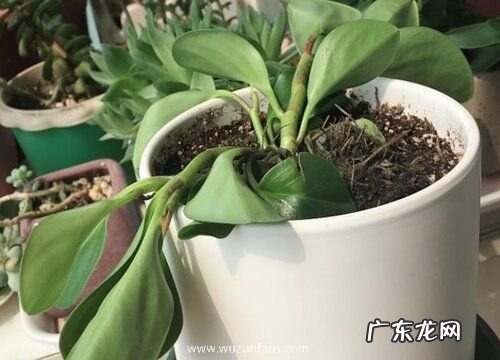 餐桌放什么植物风水好