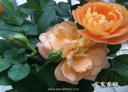 餐桌放什么植物风水好