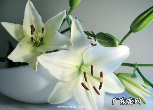 餐桌放什么植物风水好