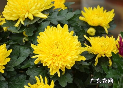 菊花花骨朵的样子 多久开花