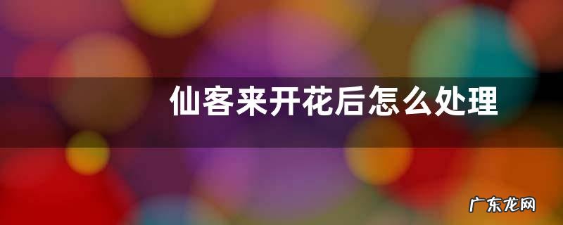 仙客来开花后怎么处理