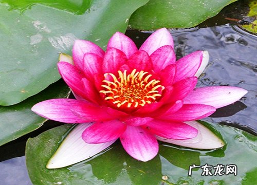 睡莲花骨朵的样子 养多久开花