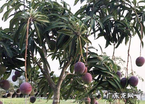芒果树怎样修剪才能高产来年挂果多 芒果剪枝技术要点
