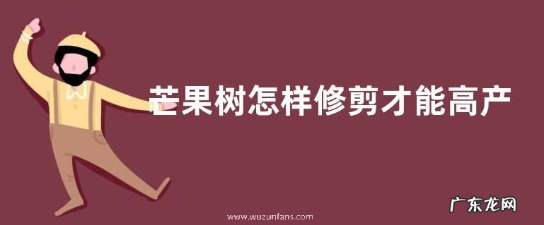 芒果树怎样修剪才能高产来年挂果多 芒果剪枝技术要点