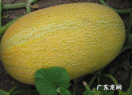 哈密瓜几月份成熟上市
