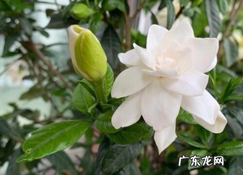 栀子花属于什么植物类型