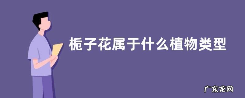 栀子花属于什么植物类型