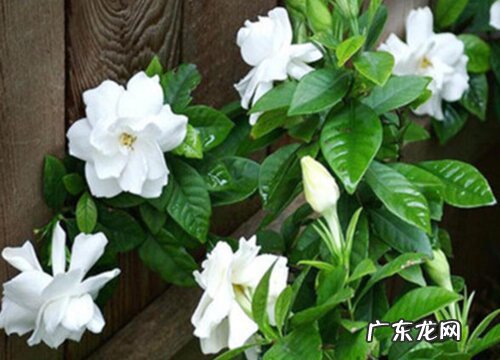 栀子花属于什么植物类型