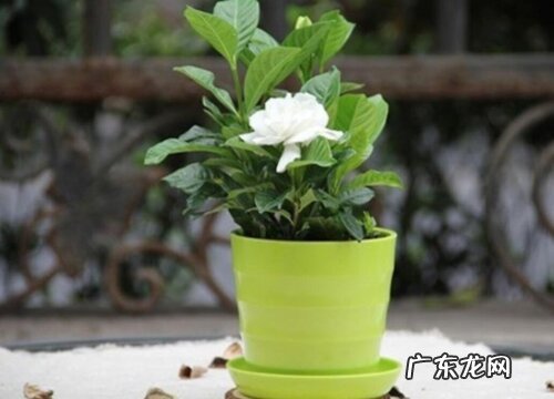 栀子花属于什么植物类型