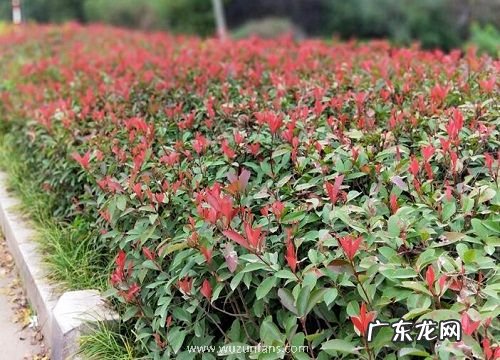 红叶石楠属于什么植物类型