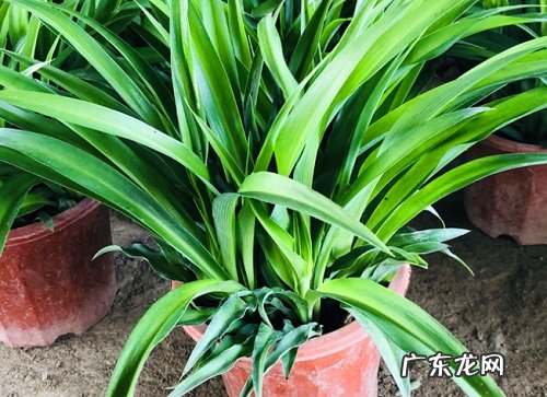 吊兰叶子下垂怎么办