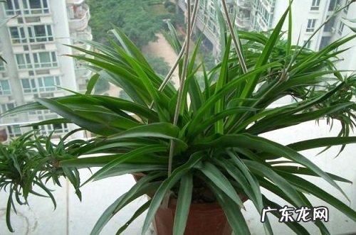 吊兰叶子下垂怎么办