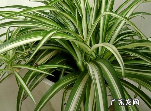 吊兰叶子下垂怎么办