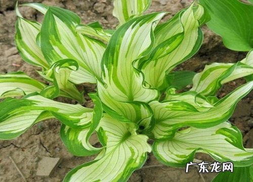 玉簪属于什么植物类型