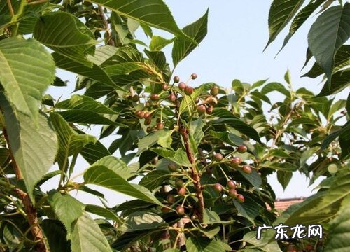 樱花属于什么植物类型