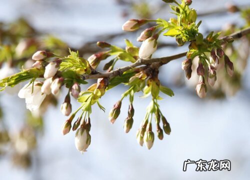 樱花属于什么植物类型