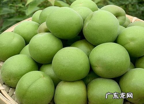 青梅几月份成熟上市