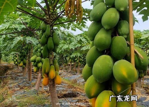 木瓜几月份成熟上市