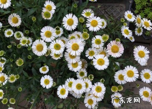 墨西哥飞蓬是多年生吗