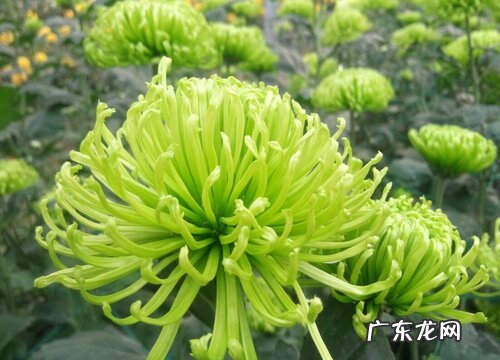 菊花喜肥吗 喜欢施什么肥料