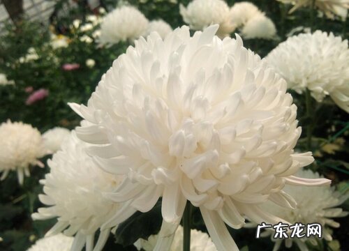 菊花喜肥吗 喜欢施什么肥料
