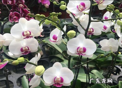 兰花开花温度多少度