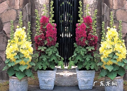 蜀葵多久开花一次