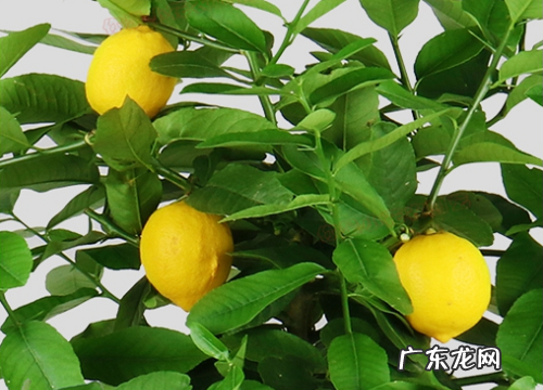 柠檬多久浇一次水