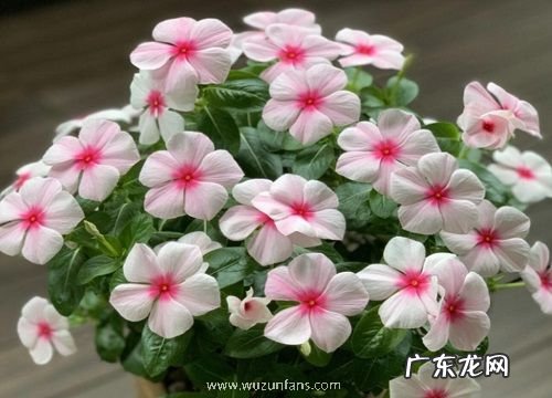 长春花一年开几次花