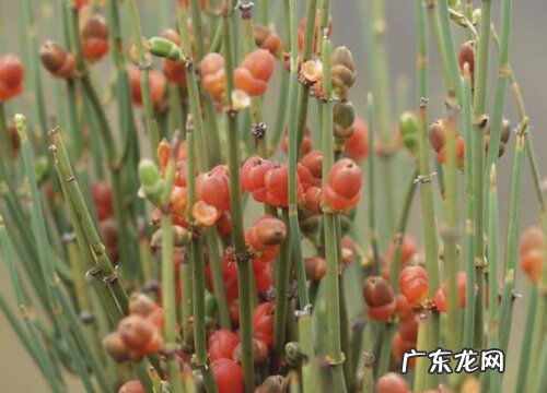 麻黄属于什么植物类型