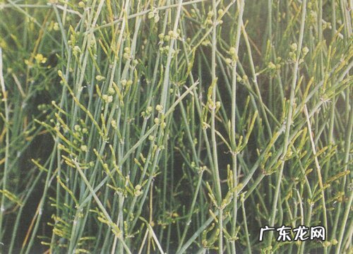 麻黄属于什么植物类型