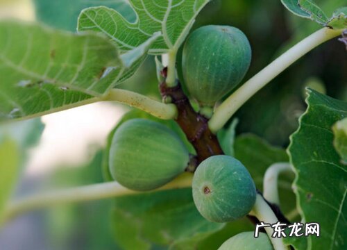无花果属于什么植物类型