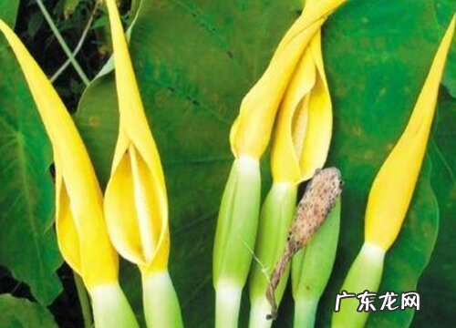 芋头会开花吗 开的花长什么样