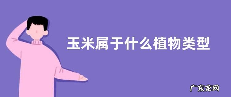 玉米属于什么植物类型