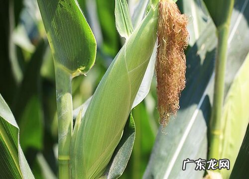 玉米属于什么植物类型