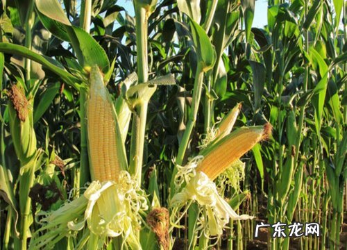 玉米属于什么植物类型