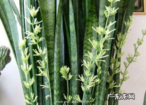 虎尾兰会开花吗 开花什么样子