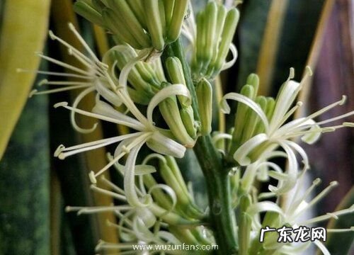虎尾兰会开花吗 开花什么样子