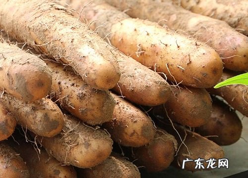 山药几月份成熟上市