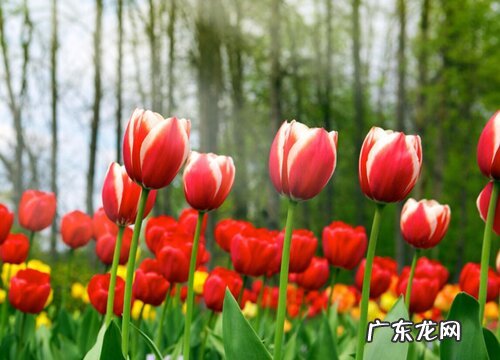 郁金香属于什么植物类型