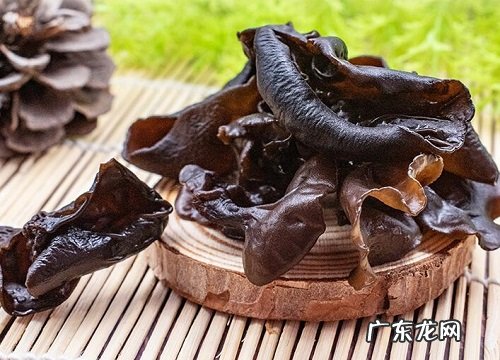 木耳属于什么植物类型