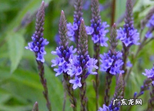 马鞭草是多年生吗